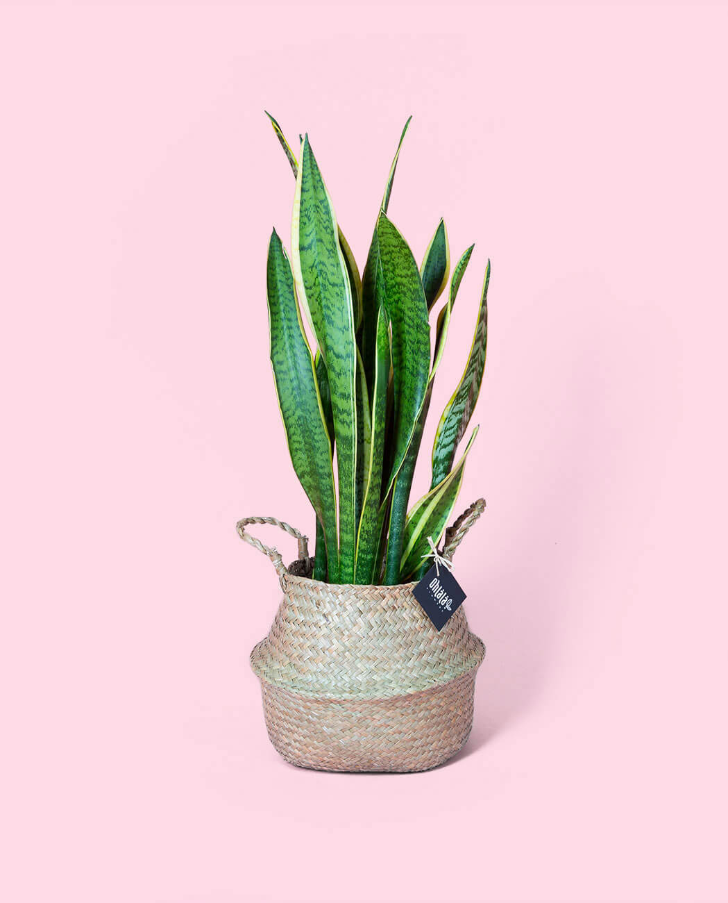 Sansevieria | Ohll!