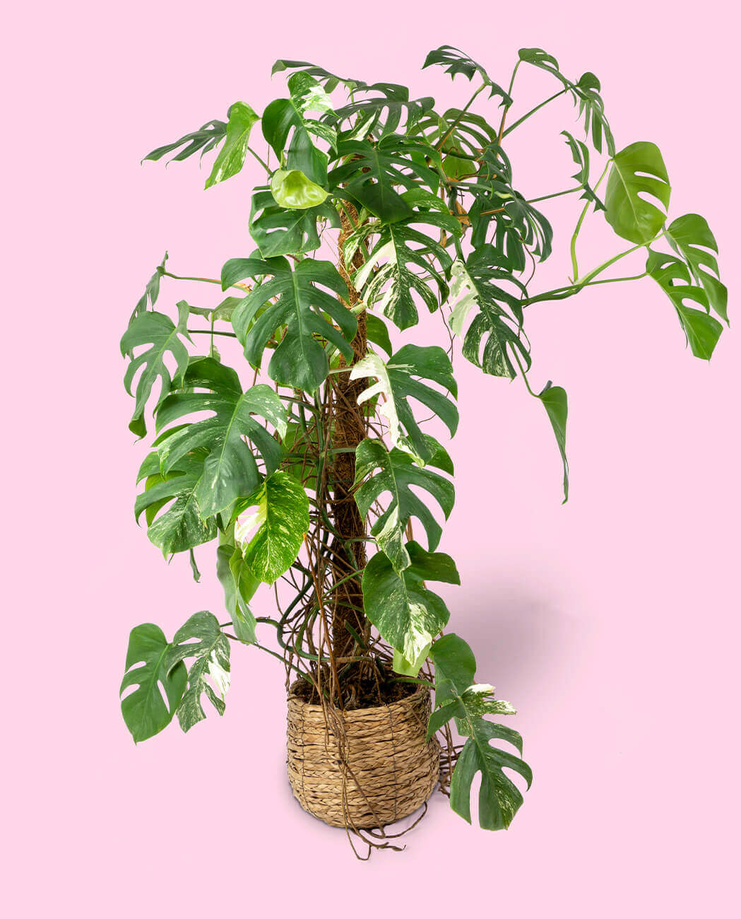 Monstera Variegata | Ohll!
